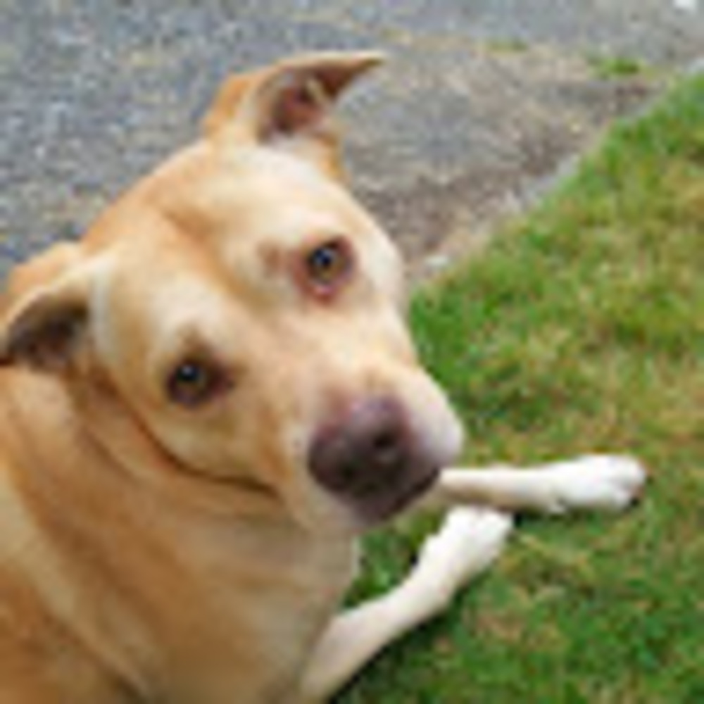 Meet your Posher, Jessie